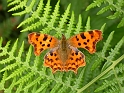Comma - A